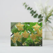 エンジェル・トランペットの花 ポストカード (スタンド正面)