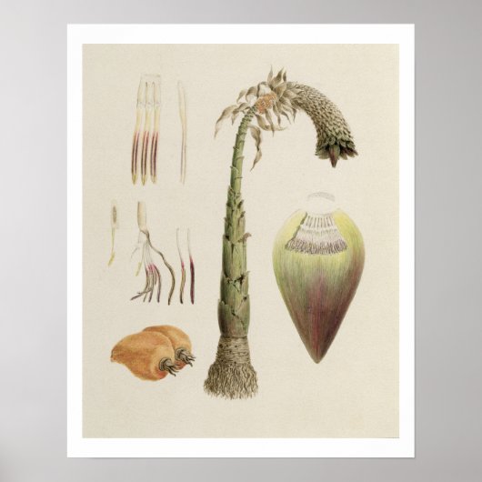 エンセテNo.10、以前はジェームス・ブルースに帰属 ポスター (正面)