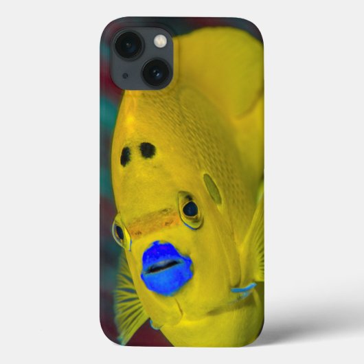 エンゼルフィッシュのクローズアップ Case-Mate iPhoneケース (裏面)