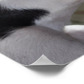 エンゾ昼寝 ポスター (角)