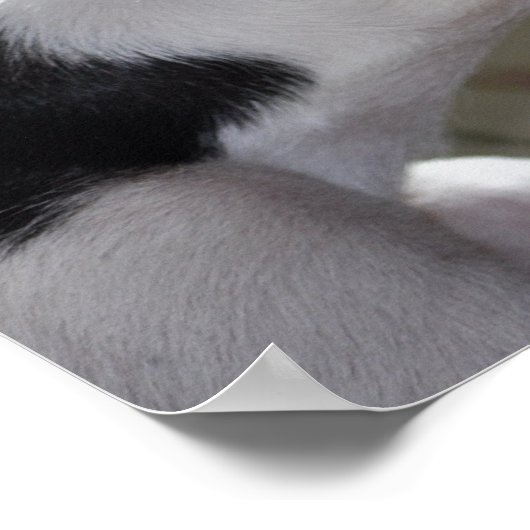 エンゾ昼寝 ポスター (角)