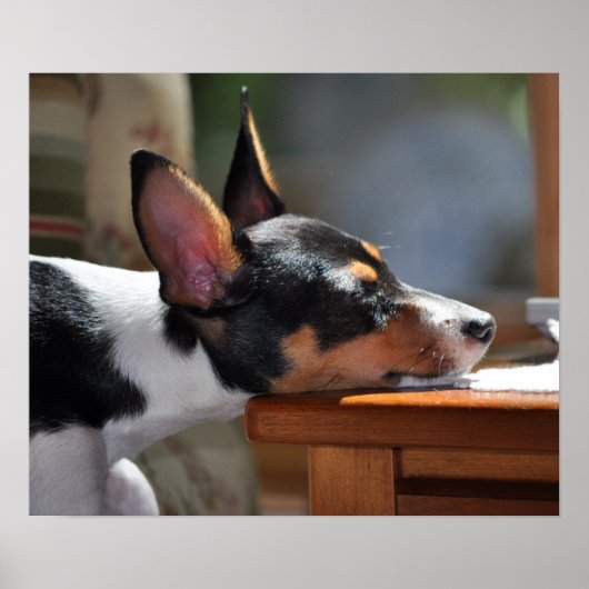 エンゾ昼寝 ポスター (正面)