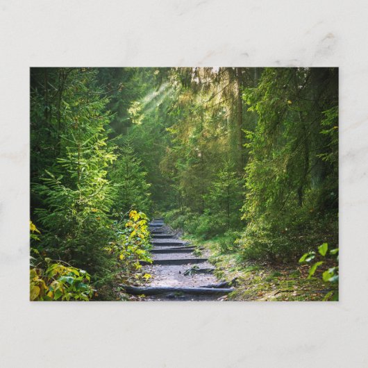 エンチャントされた森林のパス1 ポストカード (正面)
