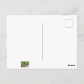 エンデューロマウンテンバイクレース ポストカード (裏面)