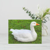 エンデン・グース、ロースパーク・レイク、カーディフ、ウェールズ。 カード (スタンド正面)