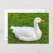 エンデン・グース、ロースパーク・レイク、カーディフ、ウェールズ。投稿 ポストカード (正面/裏面)