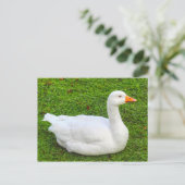 エンデン・グース、ロースパーク・レイク、カーディフ、ウェールズ。投稿 ポストカード (スタンド正面)