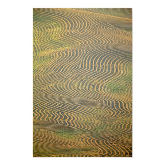 エンドウ豆が枯れて収穫を待っている フォトプリント (正面)