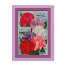 エンドウ豆の植物ヴィンテージシードパケットアート