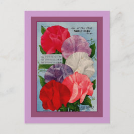 エンドウ豆の植物ヴィンテージシードパケットアート ポストカード