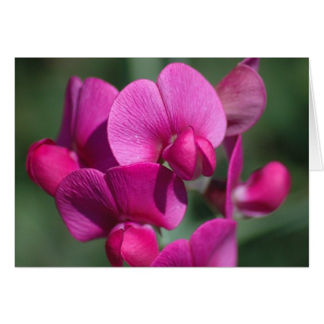 エンドウ豆の花 (正面横)