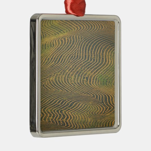 エンドウ豆は冬枯れし、収穫を待っていた メタルオーナメント (右)