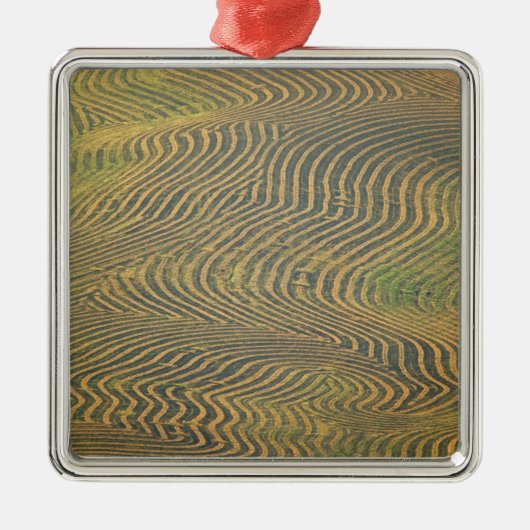 エンドウ豆は冬枯れし、収穫を待っていた メタルオーナメント (正面)