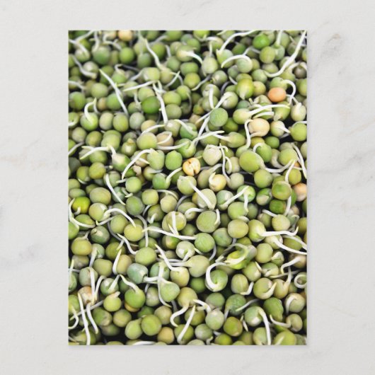 エンドウ豆 ポストカード (正面)