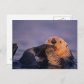 エンヒドラルトリス・シーオッター ポストカード (正面/裏面)