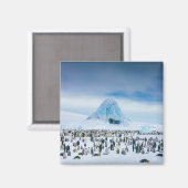 エンペペンギン植民地 マグネット (正面/裏面)