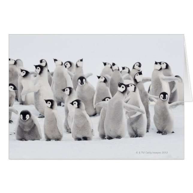 エンペペンギン (正面横)