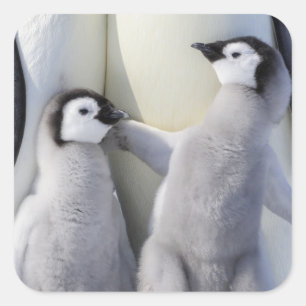 エンペペンギン・シック スクエアシール