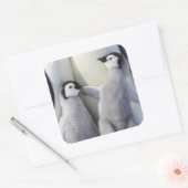 エンペペンギン・シック スクエアシール (封筒)