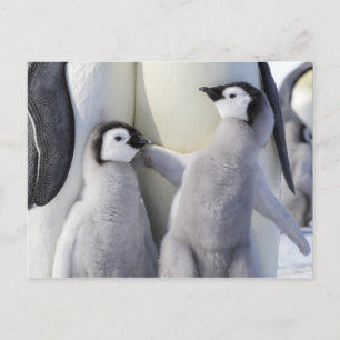 エンペペンギン・シック ポストカード