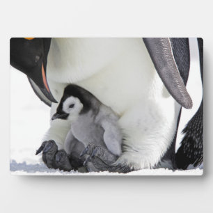 エンペペンギン  スノーヒル島 フォトプラーク