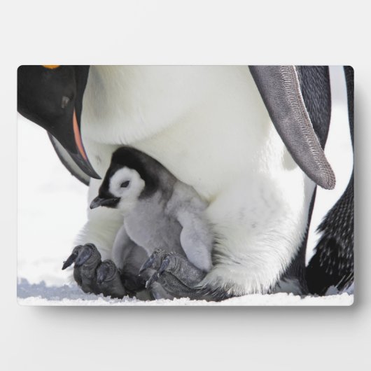 エンペペンギン |スノーヒル島 フォトプラーク (正面)