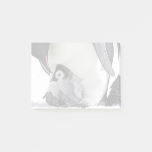 エンペペンギン |スノーヒル島 ポストイット (正面)