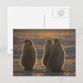 エンペペンギン ポストカード (正面/裏面)
