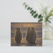 エンペペンギン ポストカード (スタンド正面)