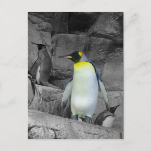 エンペペンギン ポストカード