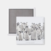 エンペペンギン マグネット (正面/裏面)