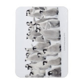 エンペペンギン マグネット (縦)