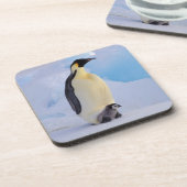 エンペペンギン | 無足症 コースター (左側)