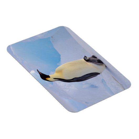 エンペペンギン | 無足症 マグネット (右側)