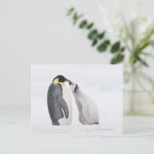 エンペラーペンギン(アプテノディテス・フォルステリ),ヒック ポストカード (スタンド正面)
