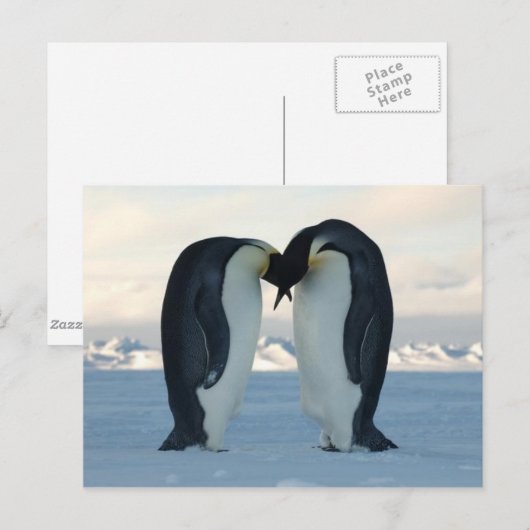 エンペールペンギンキス – はがき (正面/裏面)