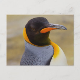 エンペールペンギン葉書 ポストカード