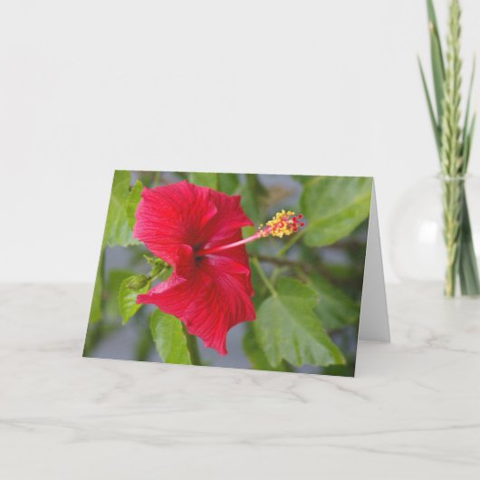 エンボスレッドハイビスカス、ルイーズの花 カード (正面)