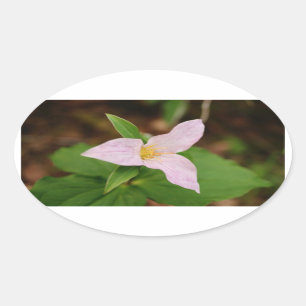 エンレイソウの花 楕円形シール