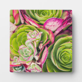 エーオニウム フォトプラーク