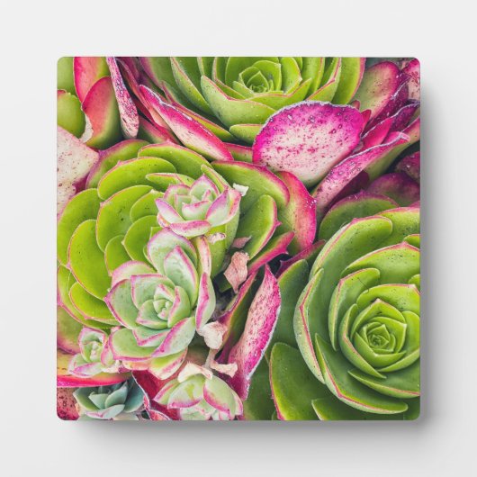 エーオニウム フォトプラーク (正面)