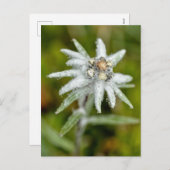 エーデルワイスの花のマクロ シーズンポストカード (正面/裏面)