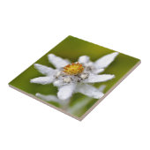 エーデルワイスの花のマクロ タイル (側面)