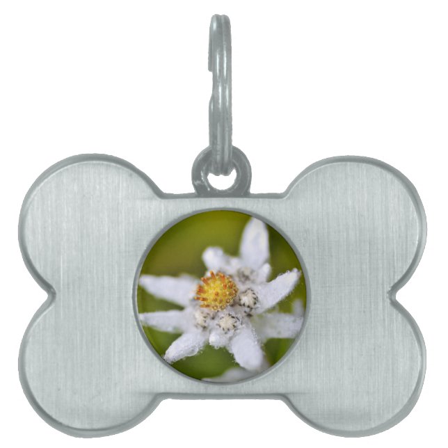 エーデルワイスの花のマクロ ペットネームタグ (正面)