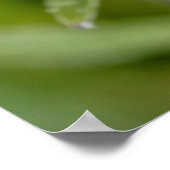 エーデルワイスの花のマクロ ポスター (角)