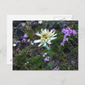 エーデルワイスはがき ポストカード (正面/裏面)