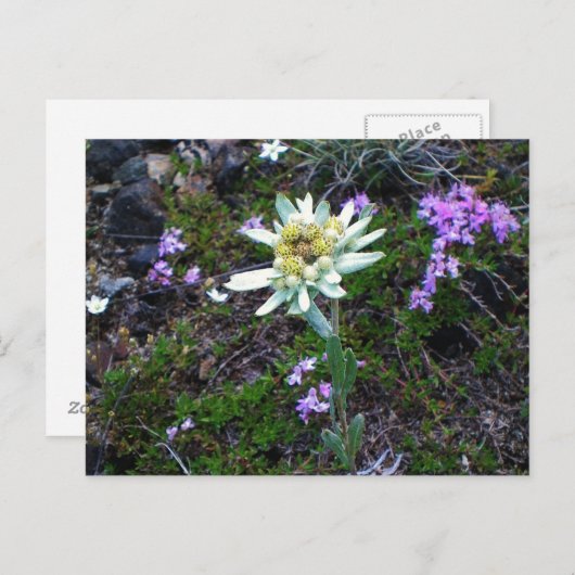 エーデルワイスはがき ポストカード (正面/裏面)