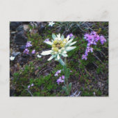 エーデルワイスはがき ポストカード (正面)