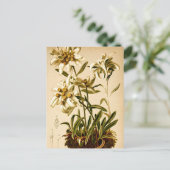 エーデルワイスフラワーズヴィンテージ植物学イラストレーション ポストカード (スタンド正面)