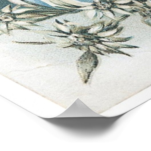 エーデルワイス ポスター (角)